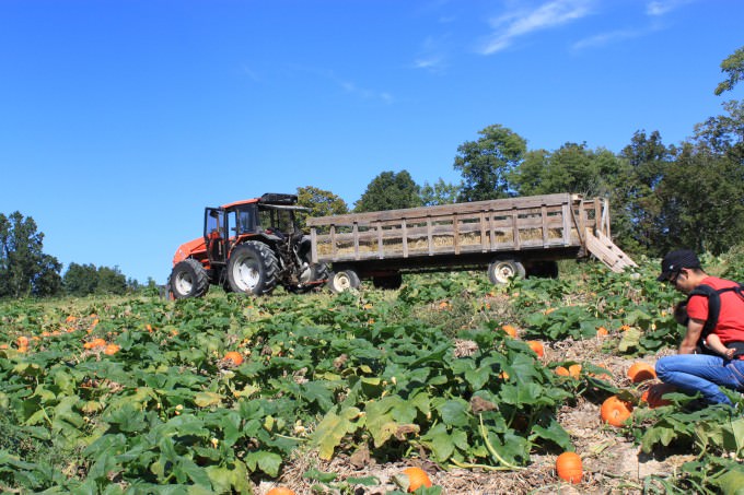 Pumpkin Patch