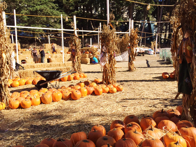 アメリカではパンプキンパッチと呼ばれる場所へかぼちゃの買い出しをするのがハロウィンの恒例です。