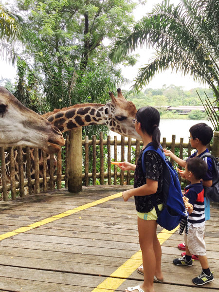 シンガポール動物園では、キリンにも、そしてサイやゾウガメにも餌をあげられます。