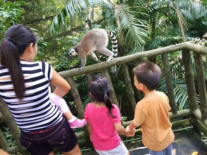 シンガポール動物園：▲こんなに近くにサルが！オリのない動物園。シンガポールにいらしたときは是非。