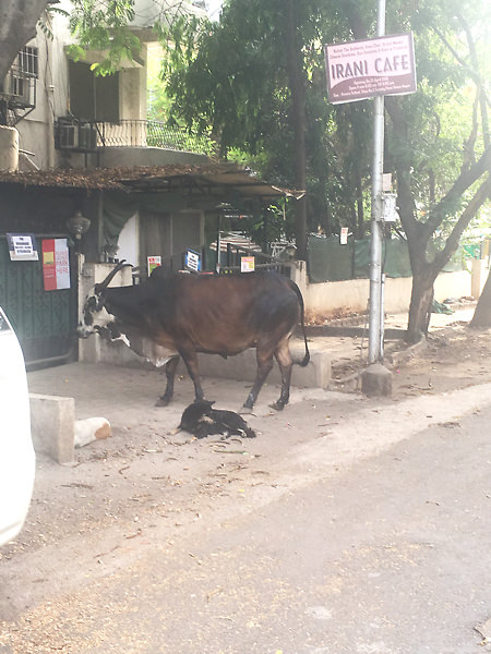 インドの道には犬も牛も普通に歩いてます。