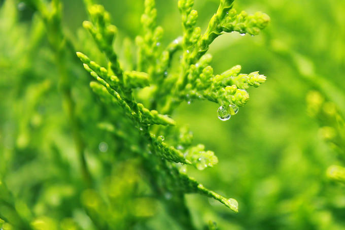 イタリアにもスギ花粉の季節！花粉症の方にとって３月のイタリア・トスカーナは受難の季節です。