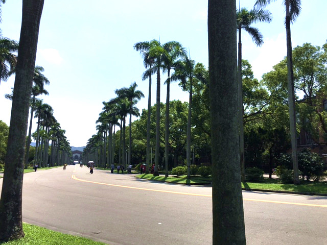 ヤシの木が連なる美しい『台湾大学』のメインロード。南国らしい風景もお楽しみください。