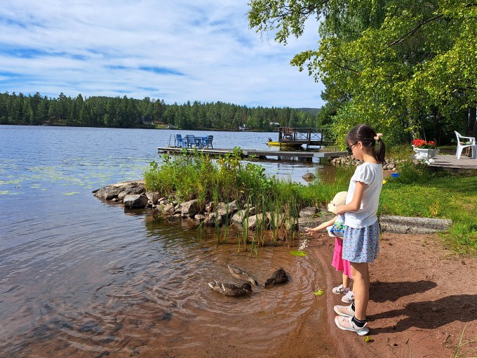 スウェーデンの夏休み。森の中のサマーハウスで毎年遊びにくる鴨に餌をあげている娘たち。